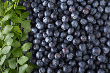 Ripe and juicy fresh picked blueberries closeup.