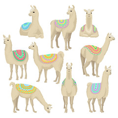 Graceful white llama set, alpaca animal in ornamented poncho posing in different situations vector Illustrations on a white background