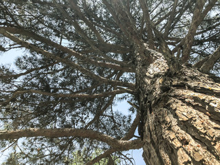 Beautiful old conifer in the park. View from the bottom to the top.