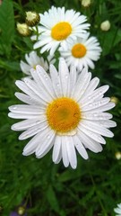 Obraz premium large garden camomiles