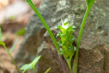 Curcuma alismatifolia On the Moutain.