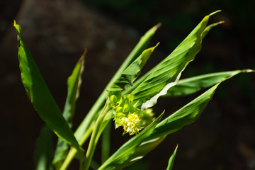 Obraz premium Curcuma alismatifolia On the Moutain.