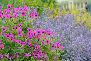 Beautiful pink petunia flowers Petunia hybrida