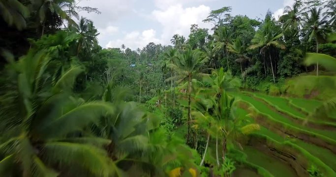 Hillside with rice farming. World's most beautiful mountains landscapes shape in nature. Typical Asian green cascade rice field terraces paddies. Ubud. Bali. Indonesia. Same as Guillin. China.