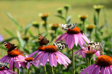 Butterflies on flowers in the garden.