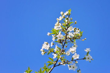Spring Cherry blossoms