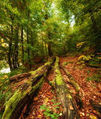 Obraz premium Beautiful autumn landscape with fallen dry red maple leaves, path through the forest and green trees