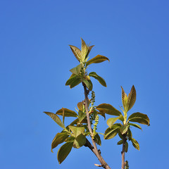 Spring flowers background
