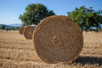 Balas de paja en el campo