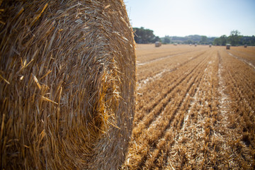 Bala de paja en el campo