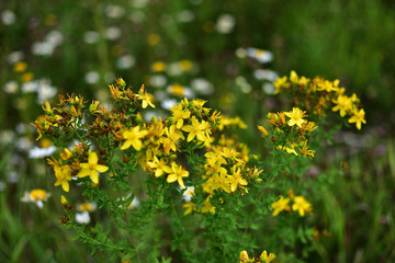 buds of the bright yellow Hypericum flower on a soft blurred background