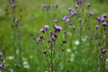 close-up of a lilac field flower Serratula on a soft blurred background
