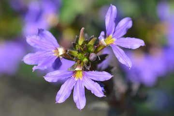 Fairy fan flower