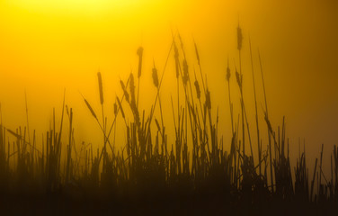 Fototapeta premium Sunrise In The Countryside