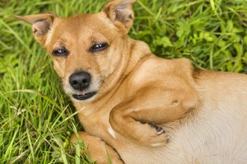 The red terrier lies on a back on a grass