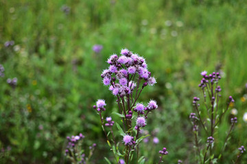 Fototapeta premium purple flowers field Serratula on soft blurred background