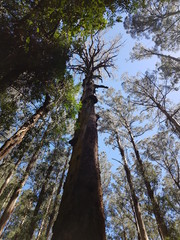 Fototapeta premium Tall tree in forest, reach for the sky, motivational