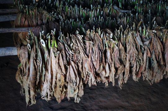Feuilles de tabac s&eacute;chant