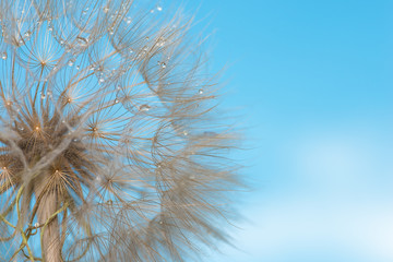 The macro photo of a deflowered flower of a dandelion against the background of the blue sky and clouds with dew drops