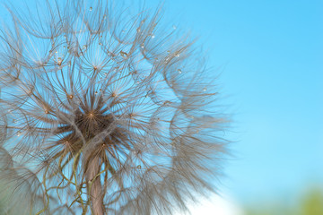 The macro photo of a deflowered flower of a dandelion against the background of the blue sky  with dew drops