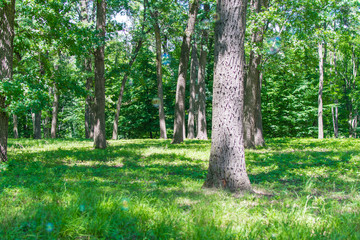 Green forest in summer.