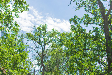 Fototapeta premium Green forest in summer.