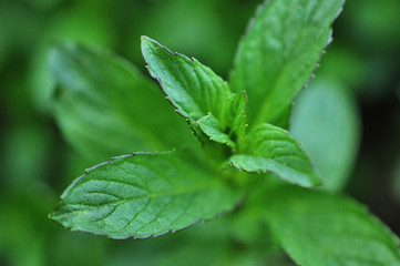 Mint leaves background.