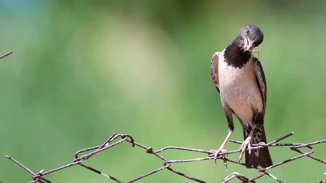 Rosy Starling (Sturnus roseus) sits on a wire with a grasshoppers in its beak