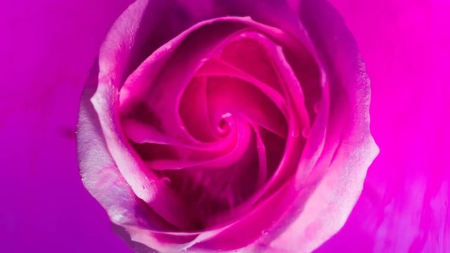 Top view of a beautiful rose in spreading paint. Close-up