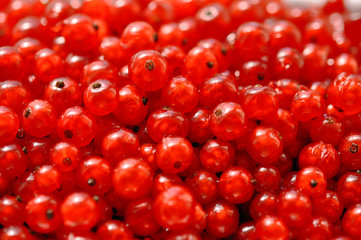 red sweet currant berry background, summer harvest