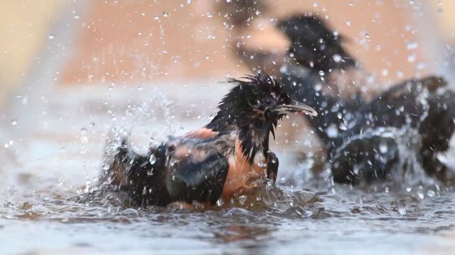 The rosy Starling (Sturnus roseus) splashing in the water