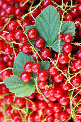 red sweet currant berry with green leaves, summer harvest