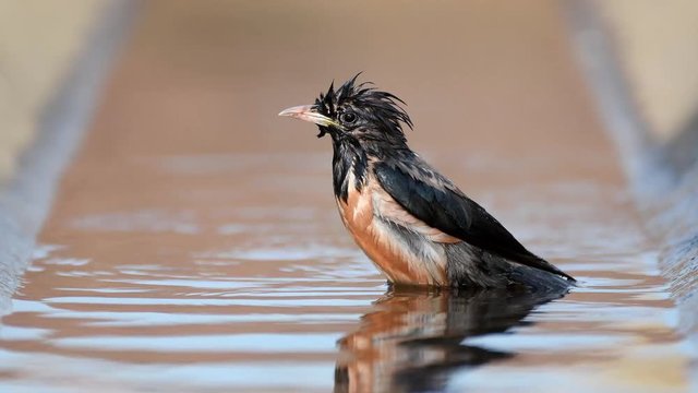 The rosy Starling (Sturnus roseus) splashing in the water