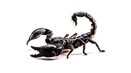 Scorpion on white background, Poisonous animals