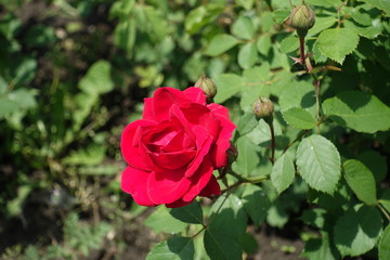 Crimson red flower of rose in May