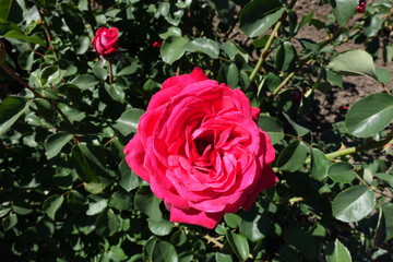 Cerise red flower of rose in May