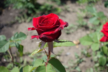 Dark red flower of rose in May