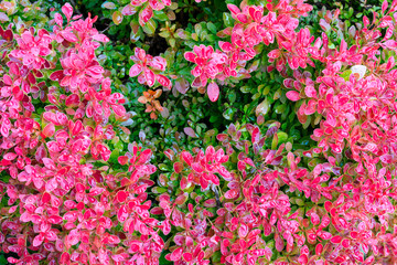 berberis tunbergii Golden Ring