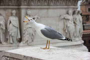 Crying seagull with a bas-relief of Vittoriano as a background, Rome