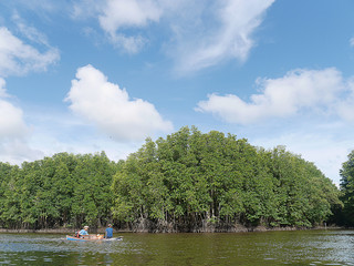 Mangrove River 