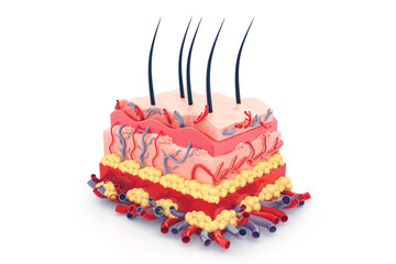 Human skin anatomy