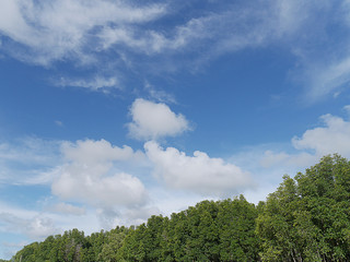 Obraz premium Mangrove River 