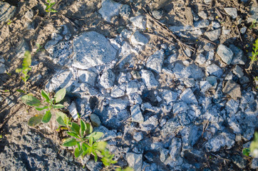 Forest path. Rocky background with green herbs.