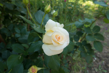 Closeup of one white flower of rose