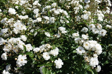 Many small white flowers of garden rose