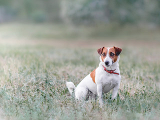 Portrait from afar of cute small white and red dog jack russel terrier sitting on glade on grass and looking at left side at summer sunny day