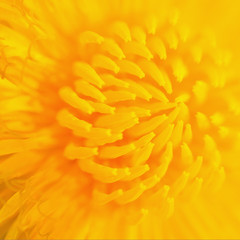 yellow dandelion flower