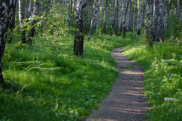 Forest path going into the distance. Green forest, birch grove.