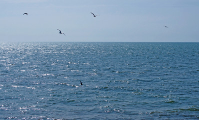 Fototapeta na wymiar a flock of seagulls flying over a calm deep blue sunlit sea with bright blue summer sky