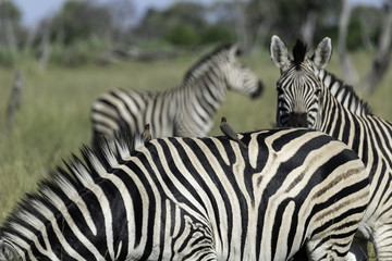 Two oxpeckers sitting on a zebra's back with two zebra in the background
